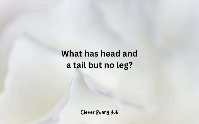 What has head and a tail but no leg?