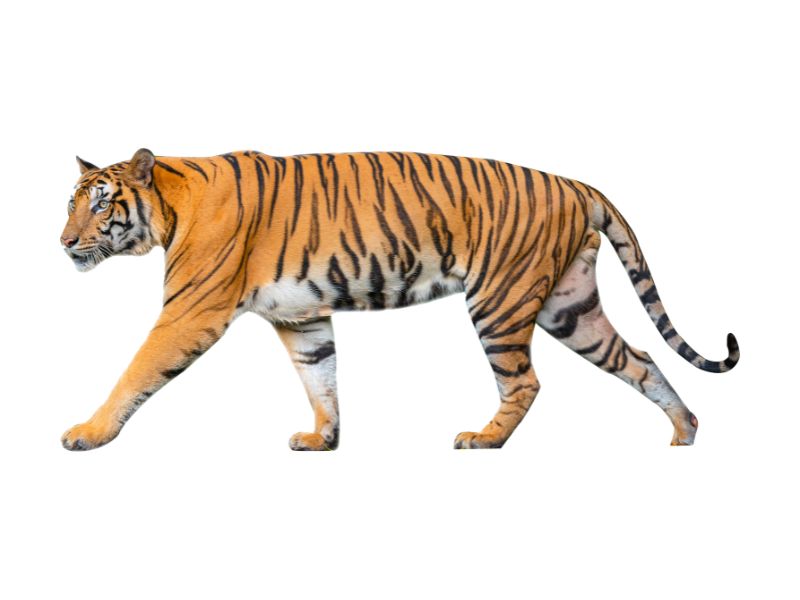 A. Tiger