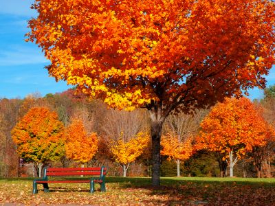 The vibrant reds and oranges of maple trees