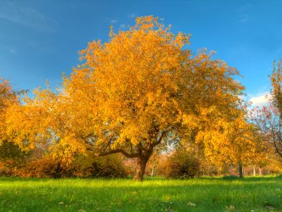 The golden hues of oak trees