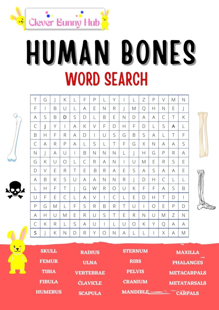 Human bones wordsearch 