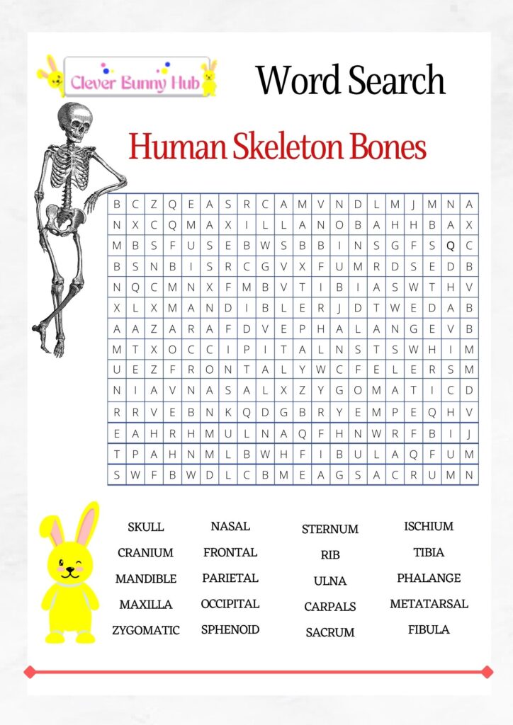 Human skeleton bones wordsearch