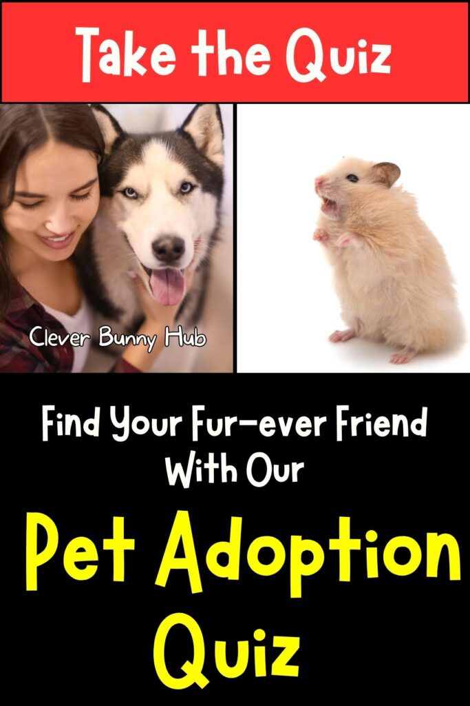 Find Your Fur-ever Friend With Our Pet Adoption Quiz 