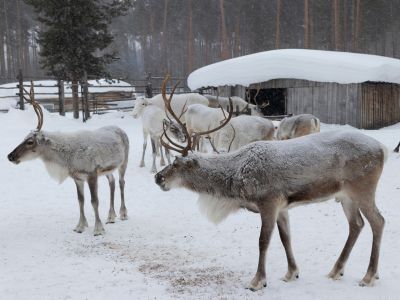 Rudolph the Red-Nosed Reindeer